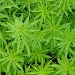 Problemas Associados ao Uso da Cannabis