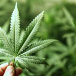 Estudo contesta uso de cannabis no tratamento da dependência química